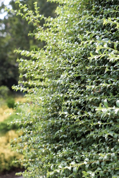 Green leaves of the spring season