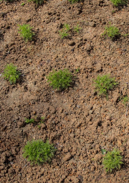 Green leaves of the spring season