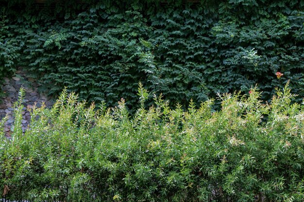 Green leaves of the spring