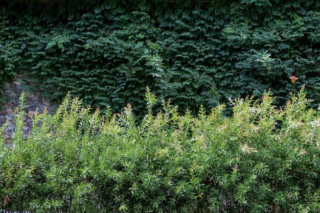 Green leaves of the spring