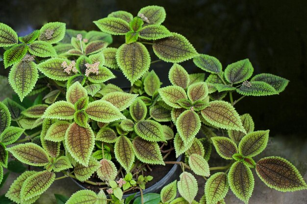 Green leaves of the spring