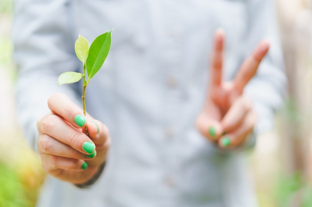 Green leaves stick holding by woman with green nail polished and blurred victoty hand sign