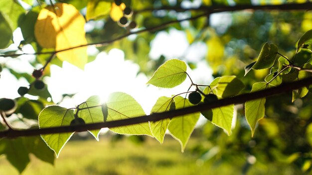 Green leaves in summer evening background