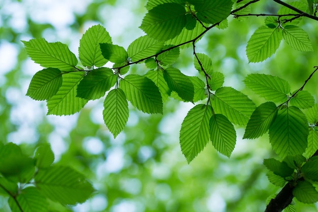 Green leaves on the summer forest