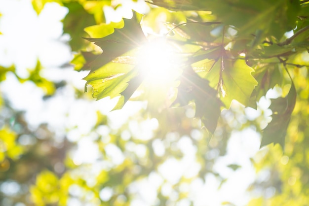 Green leaves and sun light