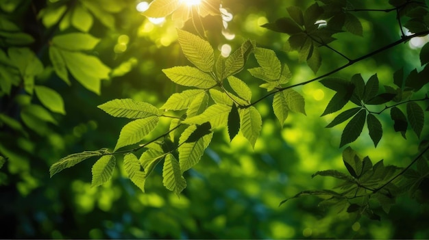 Green leaves in the sunlight