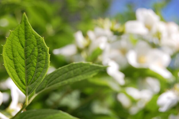 Green leaves in sunny day