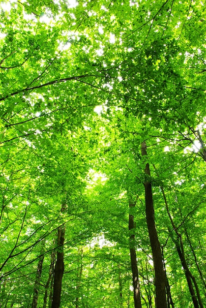 Green leaves in sunny day