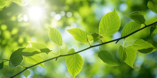 green leaves under sunshine