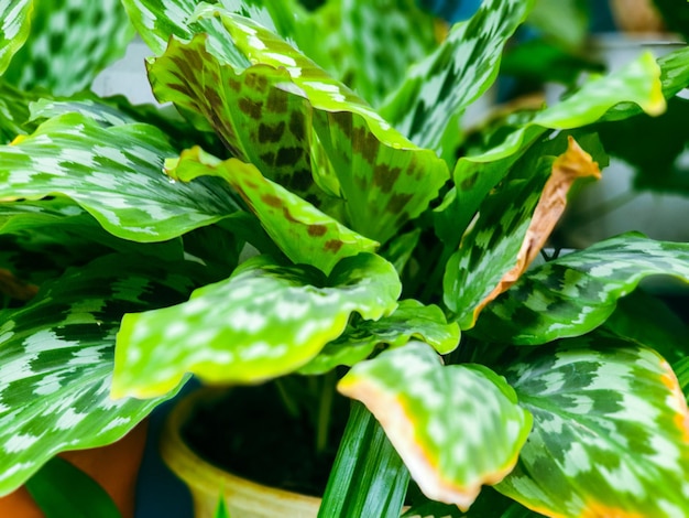 Green leaves texture background nature and wallpaper