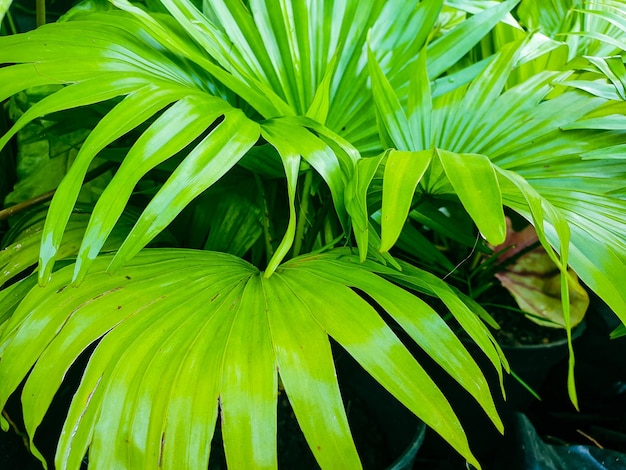 Green leaves texture background nature and wallpaper