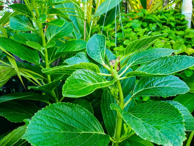 Green leaves texture background nature and wallpaper