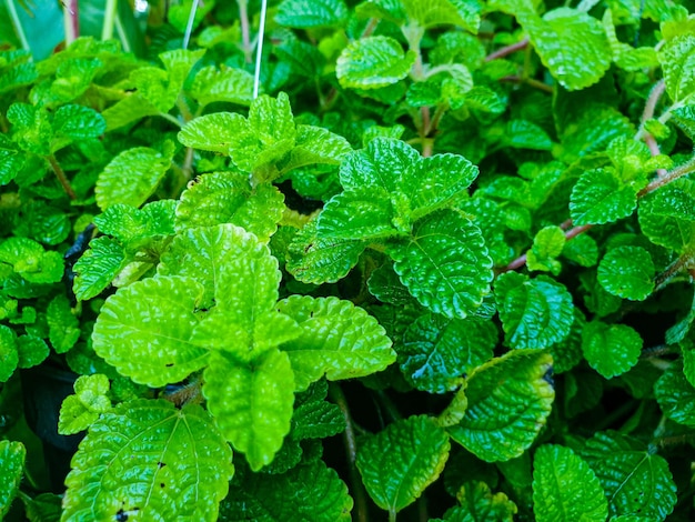 Green leaves texture background nature and wallpaper