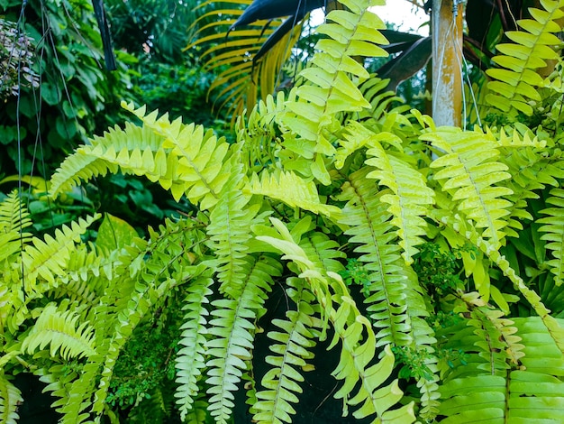 Green leaves texture background nature and wallpaper