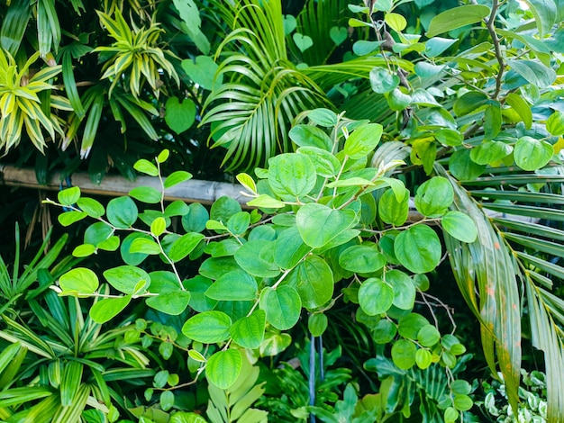 Green leaves texture background nature and wallpaper