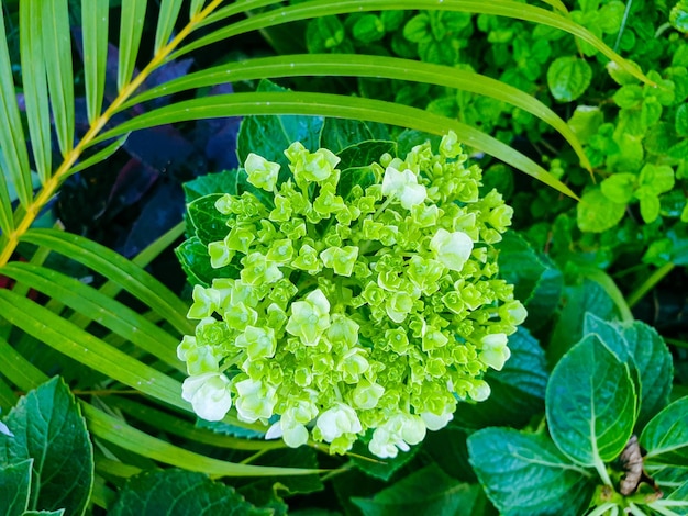 Green leaves texture background nature and wallpaper