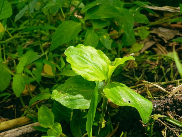 Green leaves texture background nature and wallpaper