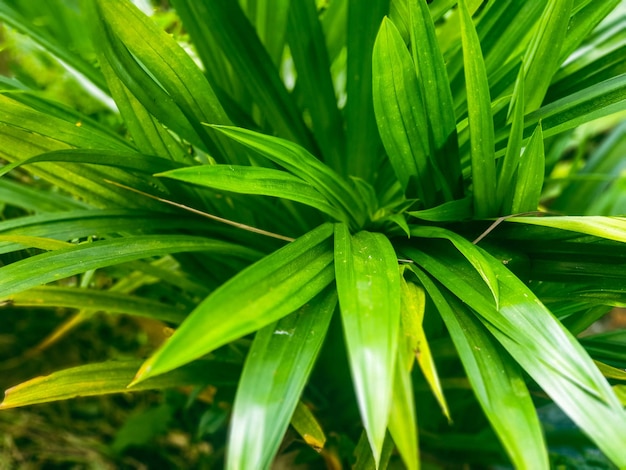 Green leaves texture background nature and wallpaper