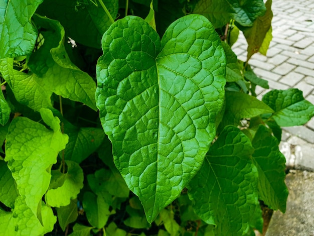 Green leaves texture background nature and wallpaper