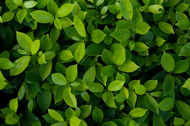 Green leaves texture background