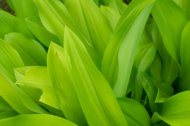 Green leaves texture background