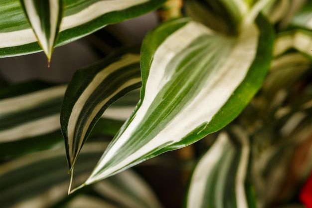 Green leaves texture green plants in the garden closeup home plant flowerpot