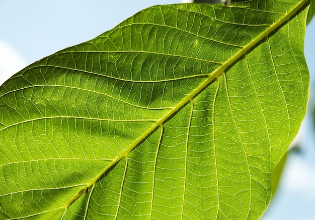 Green leaves texture