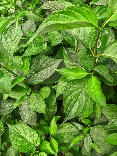 Green leaves texture