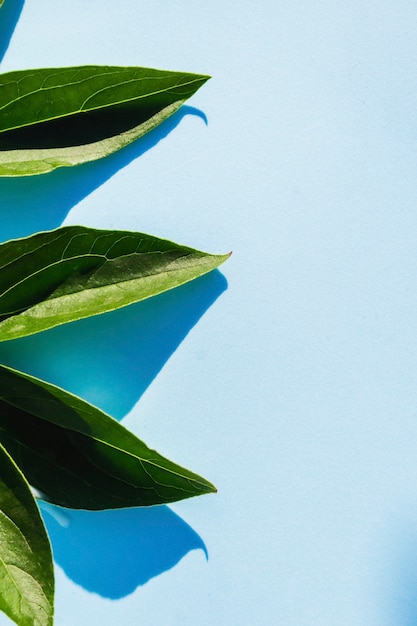 Green leaves and their shadow on a blue background.