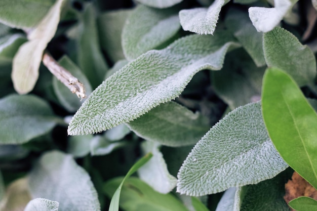 Green leaves on a tree branch closeup