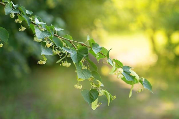 Green leaves on a tree branch