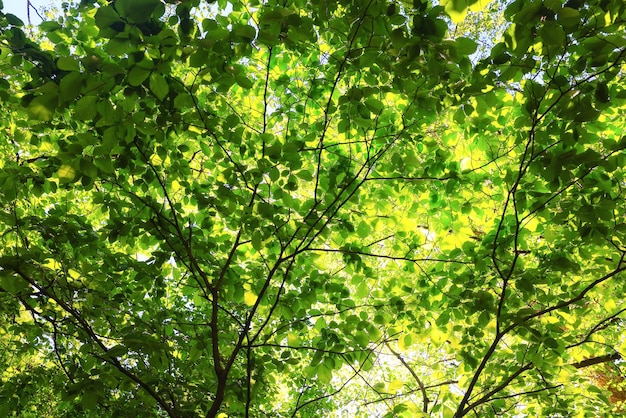 green leaves tree branches background summer abstract season summer nature young forest