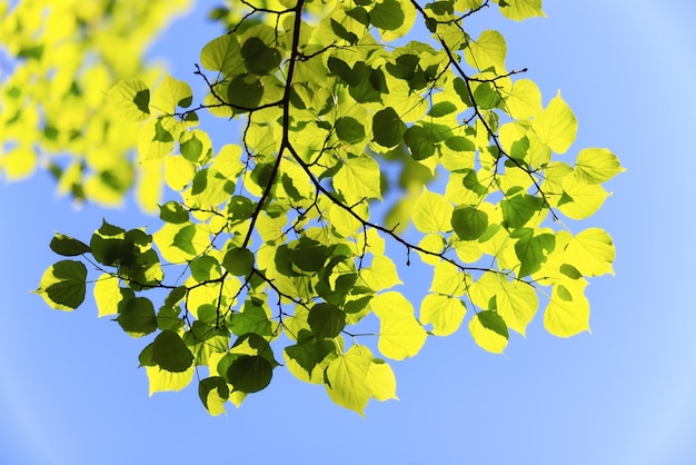 green leaves tree branches background summer abstract season summer nature young forest