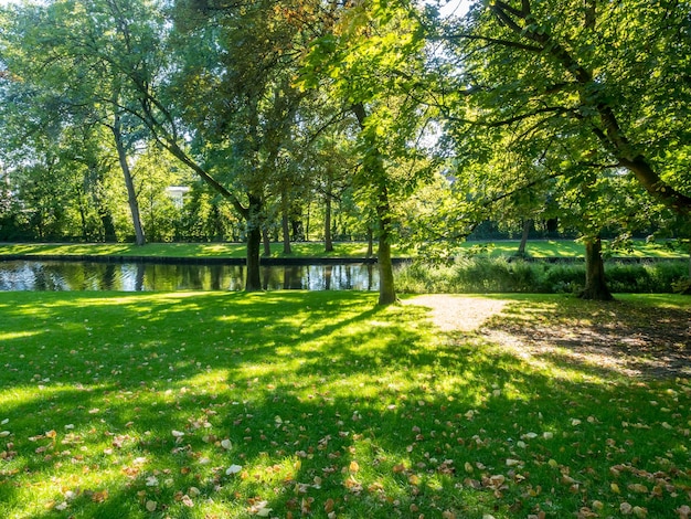 Green leaves tree grass sunlight in public park in Brugge Belgium Europe