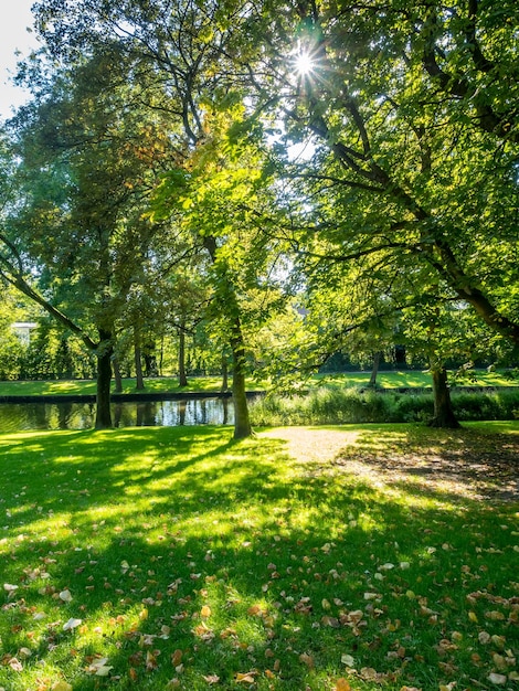 Green leaves tree grass sunlight in public park in Brugge Belgium Europe