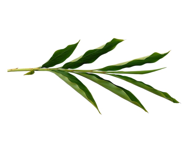 Green leaves or Tree isolated on white background