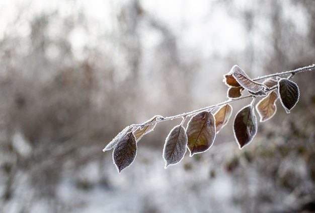 Photo green leaves on a tree in the snow