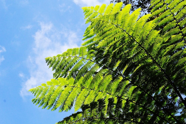 Green Leaves Tree with Blue Sky