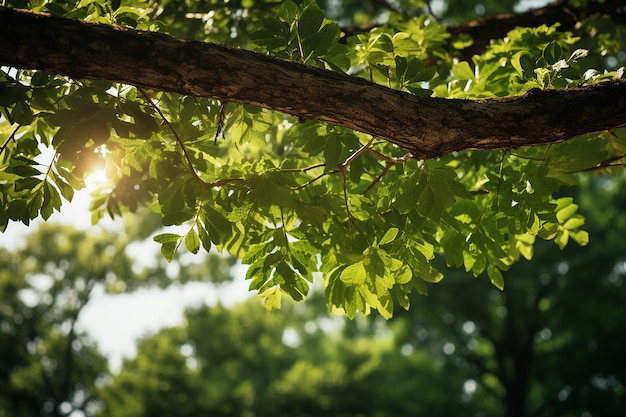 Green Leaves Tree with Sun Shines Through Tree Crowns in Forest Environment on Summer