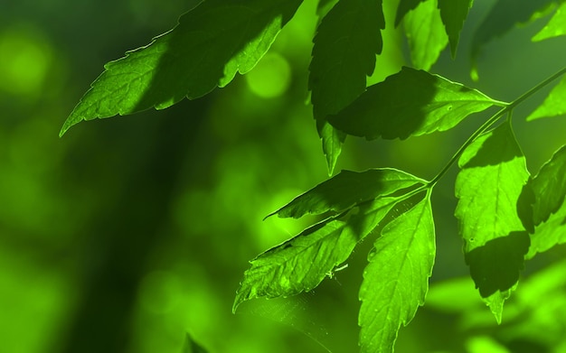 Green leaves in a tree