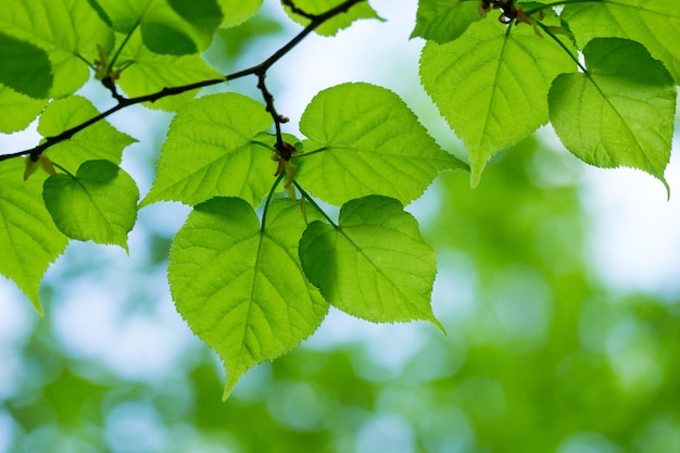 Green leaves on the tree