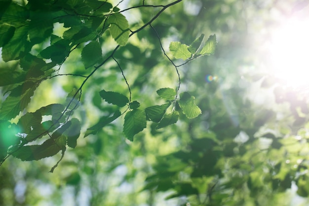 Green leaves on the tree