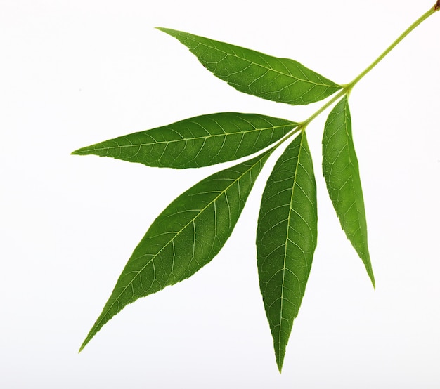 Green leaves of trees, on a white background