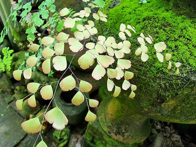 Green leaves of Tropical Black stem Maidenhair fern (Adiantum Capillus-Veneris) in the garden.