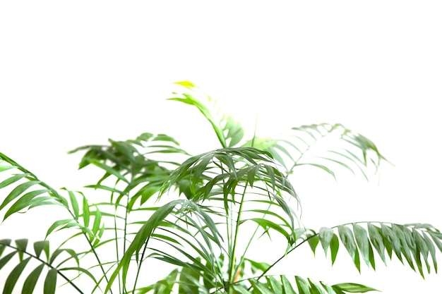 Green leaves of a tropical plant on a white background