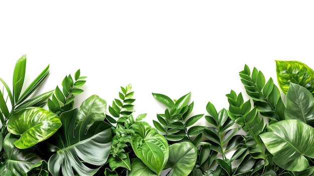 Photo green leaves of tropical plants bush floral arrangement indoors garden nature backdrop isolated on white background