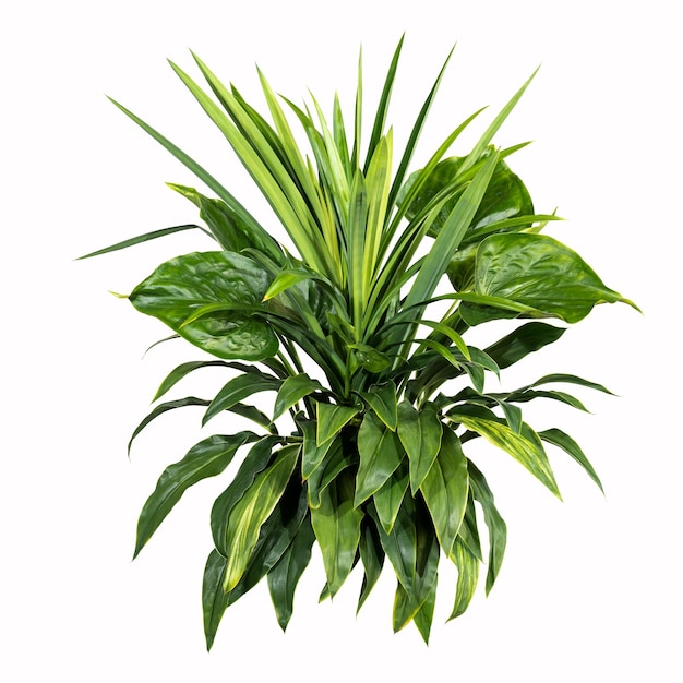 Green leaves of tropical plants bush Monstera palm rubber plant pine birds nest fern floral