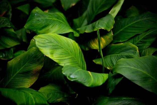 green leaves wall background, leaf wall nature background, 