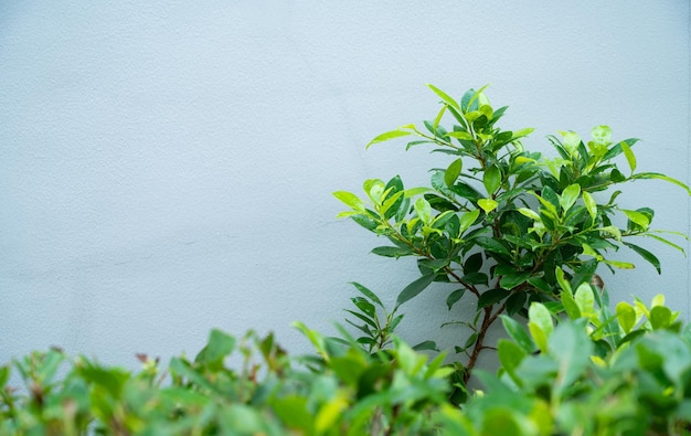 Green leaves wall background leaf wall nature background