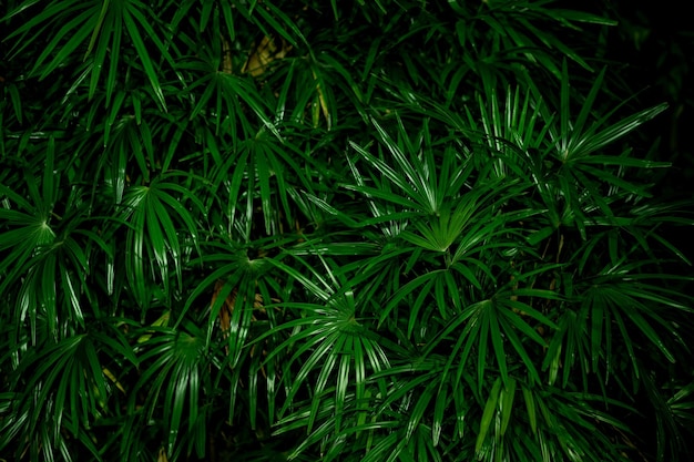 Green leaves wall background wedding backdrop